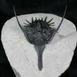 Inch Psychopyge Trilobite - Awesome #4086-5